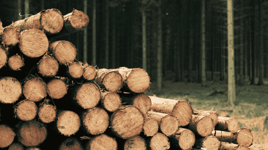 Gỗ Tự Nhiên Là Gì? Ưu – Nhược Điểm và Cách Phân Biệt Với Gỗ Công Nghiệp